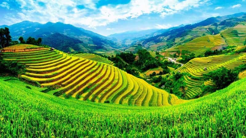 Вьетнам рисовые поля