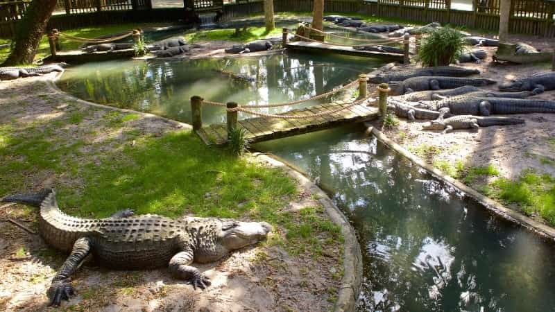 Ферма аллигаторов во Флориде