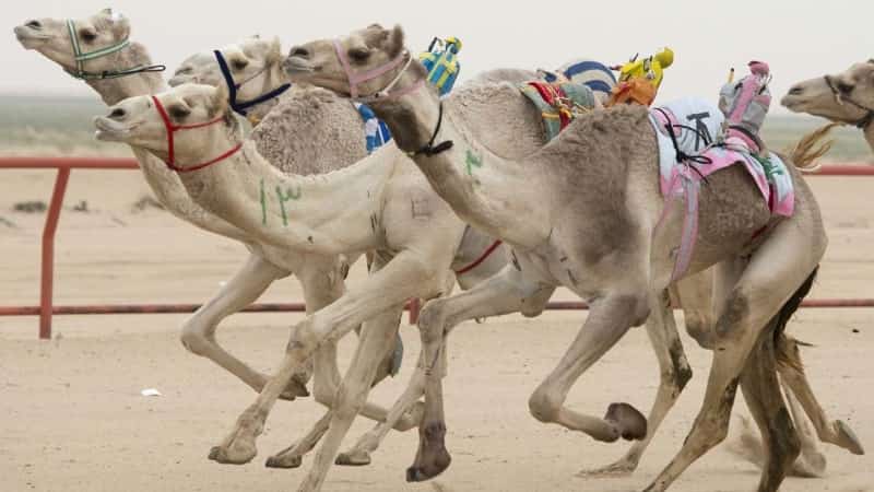 Скачки на верблюдах Дубай