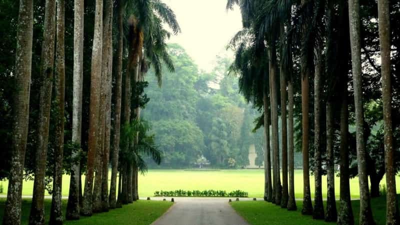 Королевский ботанический сад Шри Ланка